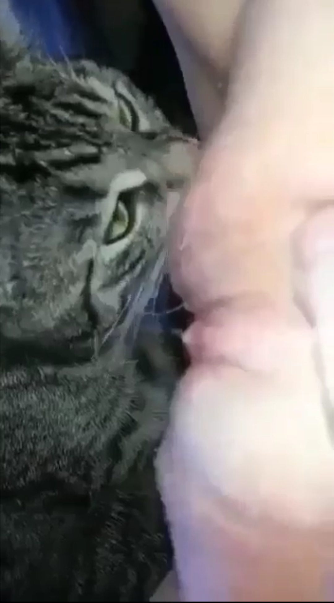 Bocil Viral Memew Di Mainin Kucing